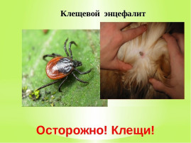 Клещевой энцефалит Клещевой энцефалит.